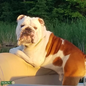 English Bulldog Listing Image