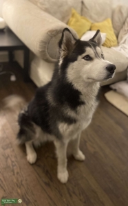 Siberian Husky Stud Listing Image