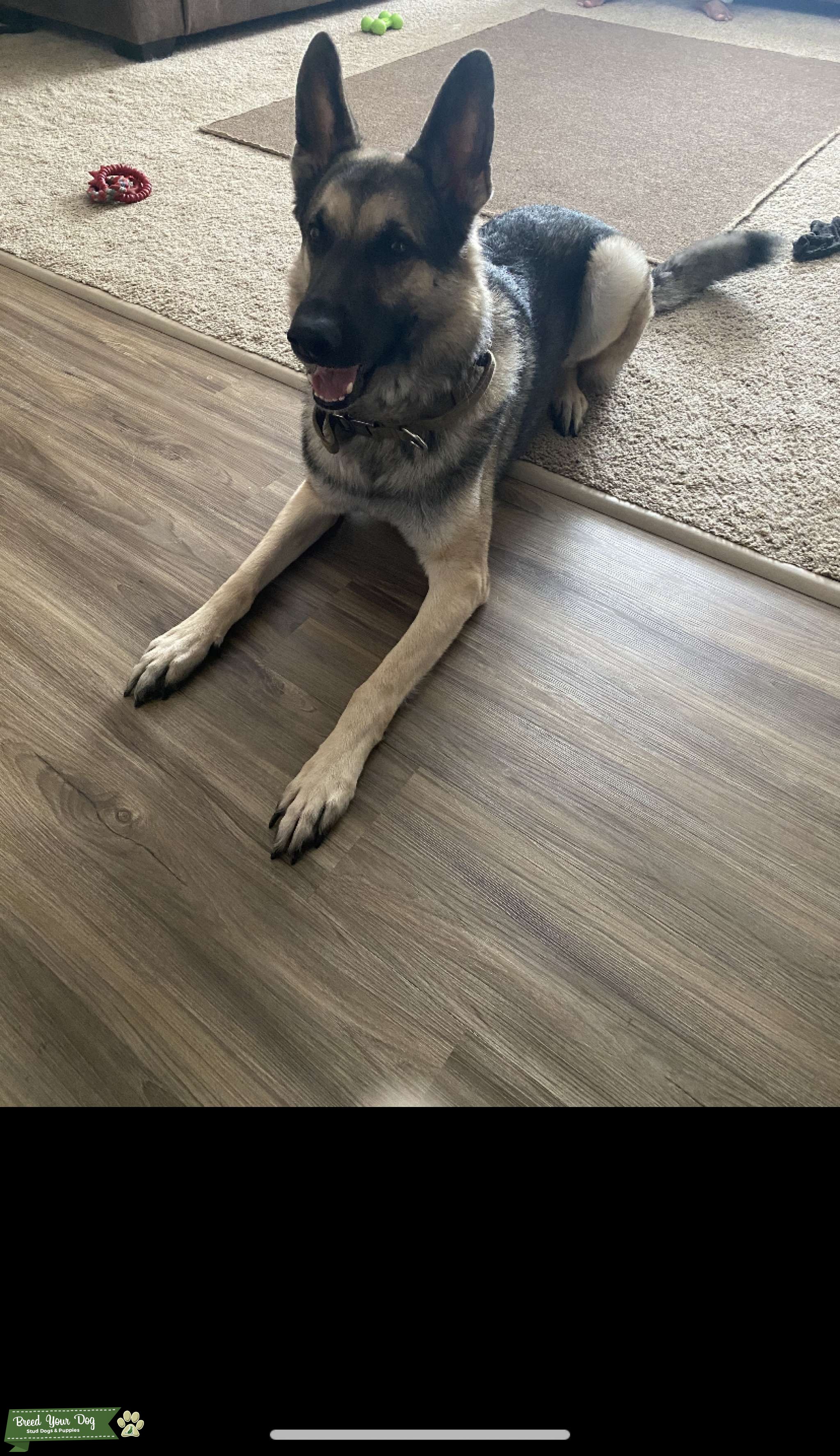 German shepherd (mate) Stud Dog in Ohio , United States Breed Your Dog