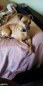 Sweet Sassy Roxii Looking For Her Stud..... Listing Image