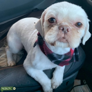 Male shih tzu Listing Image