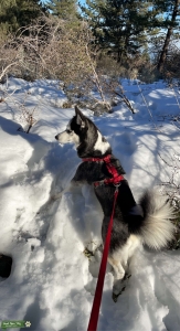 blue eyes, black white coat Siberian husky  Listing Image