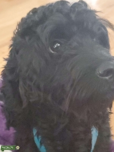 Cockerpoo Listing Image
