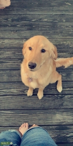 Blond Golden Retriever Listing Image