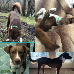 Strafford Shire/ Chow Mix Listing Image