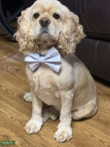 Akc buff male for stud Listing Image
