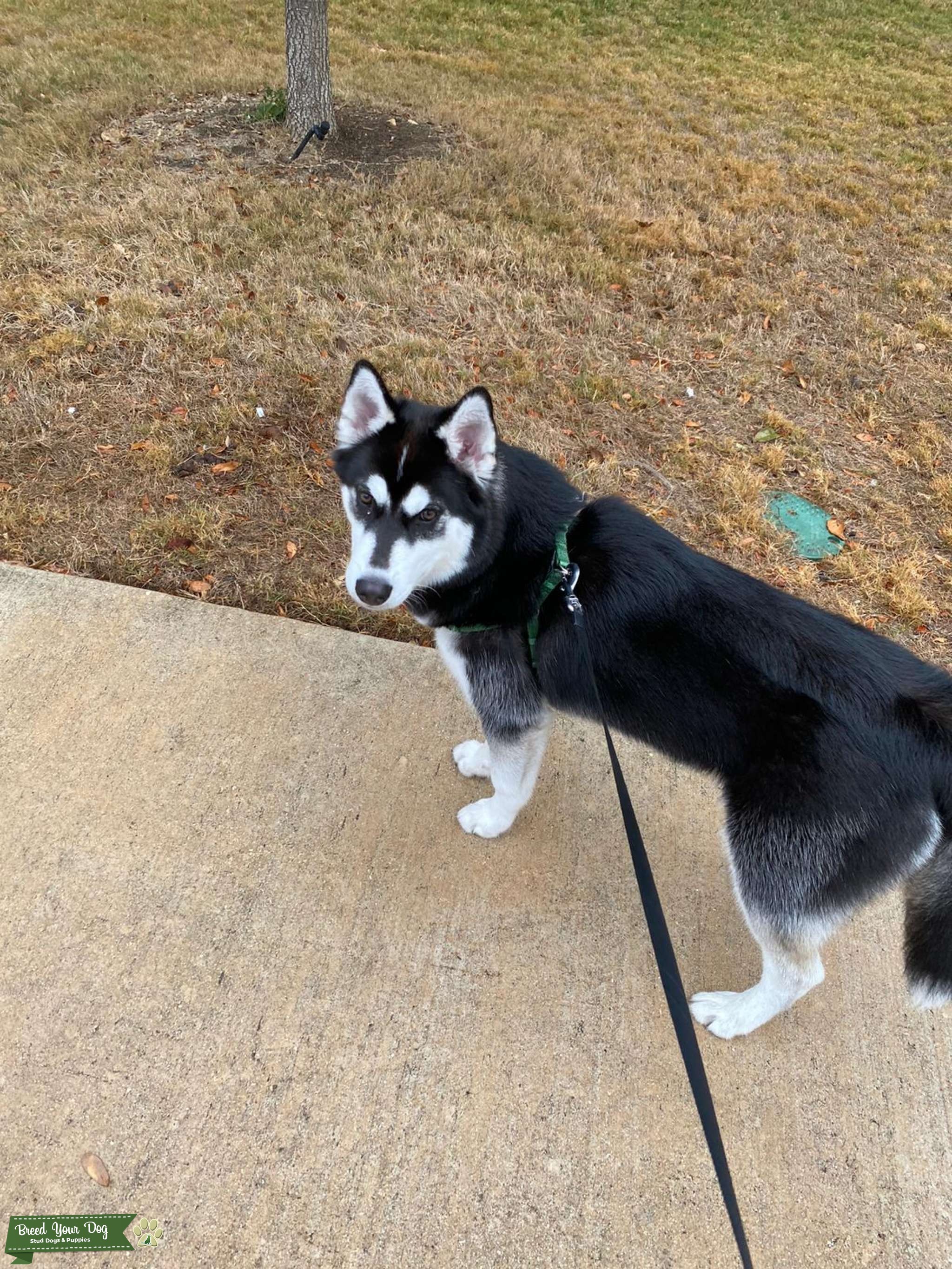 Full Husky Stub available Stud Dog in Charlotte, Sri Lanka Breed Your Dog