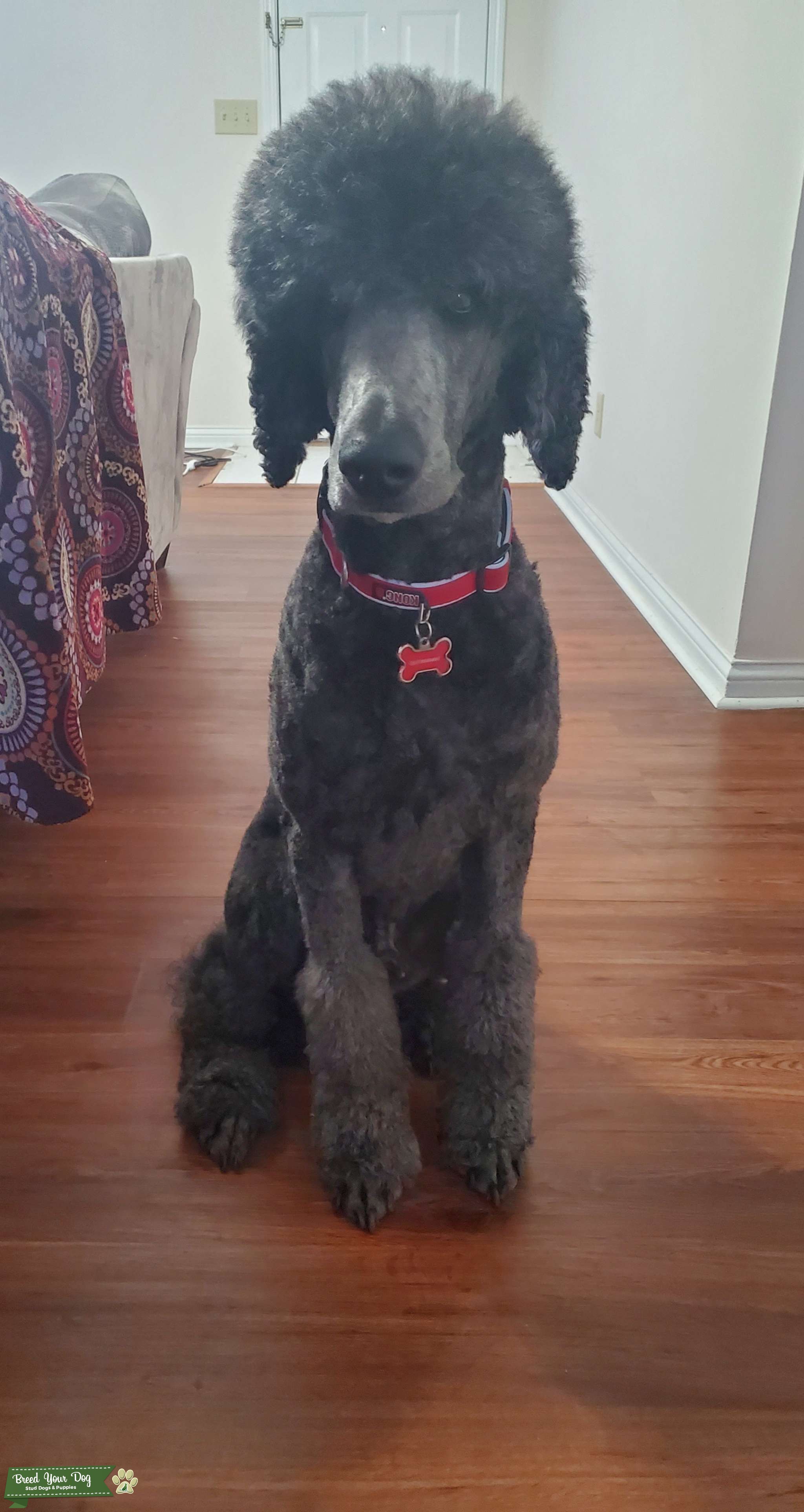 Black Standard Poodle Stud Dog in Kentucky , United States Breed Your Dog