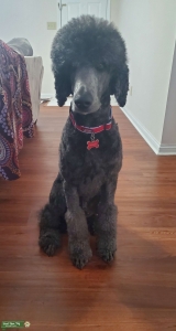 Black Standard Poodle Listing Image
