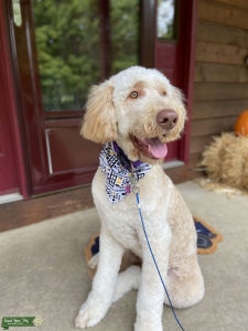 Golden Doodle- Cream Listing Image
