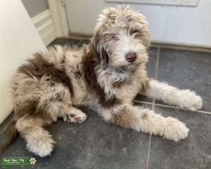 AussieGoldenDoodle Girl Seeking Poodle Stud Listing Image