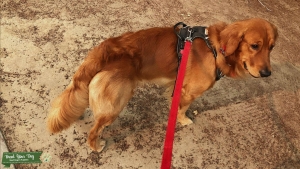 Golden retriever Pure breed stud dog available.  Listing Image