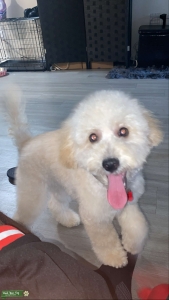 Maltipoo stud Listing Image