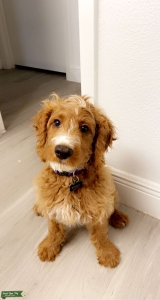 Beautiful Clumberdoodle with rare markings Listing Image