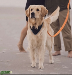 2 Year old Stud Male Listing Image