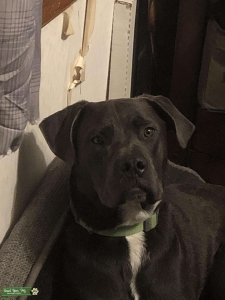 Boxer, akita, Shar-Pei, Labrador mix Listing Image