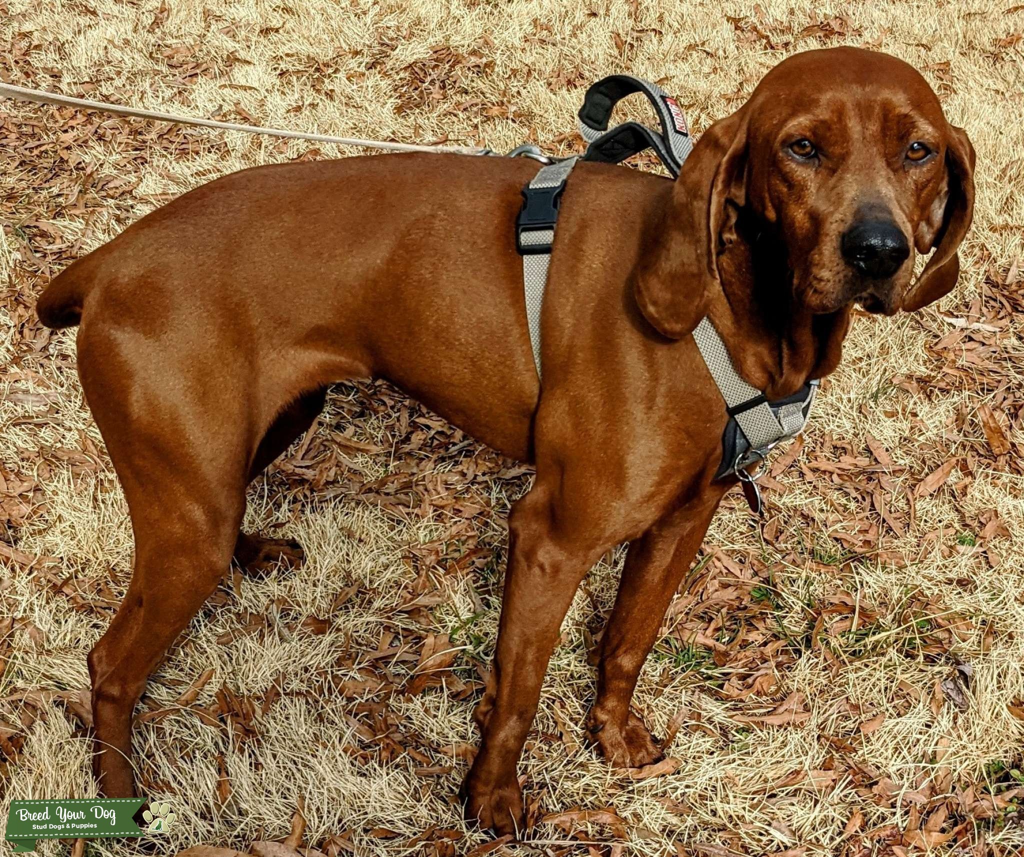 Redbone Coonhound Stud Dog NC Breed Your Dog