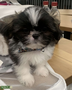 Beautiful little Gizzy Listing Image
