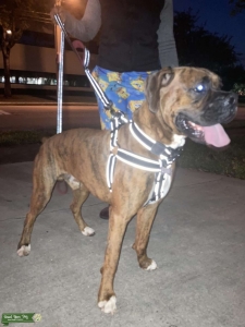 Brindle Boxer AKC certified wants to be a First time DADDY! Listing Image