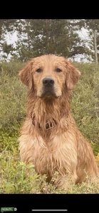 AKC Certified Golden Retriever Stud Listing Image