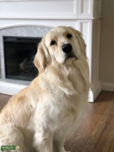 English Cream Golden Retriever Listing Image
