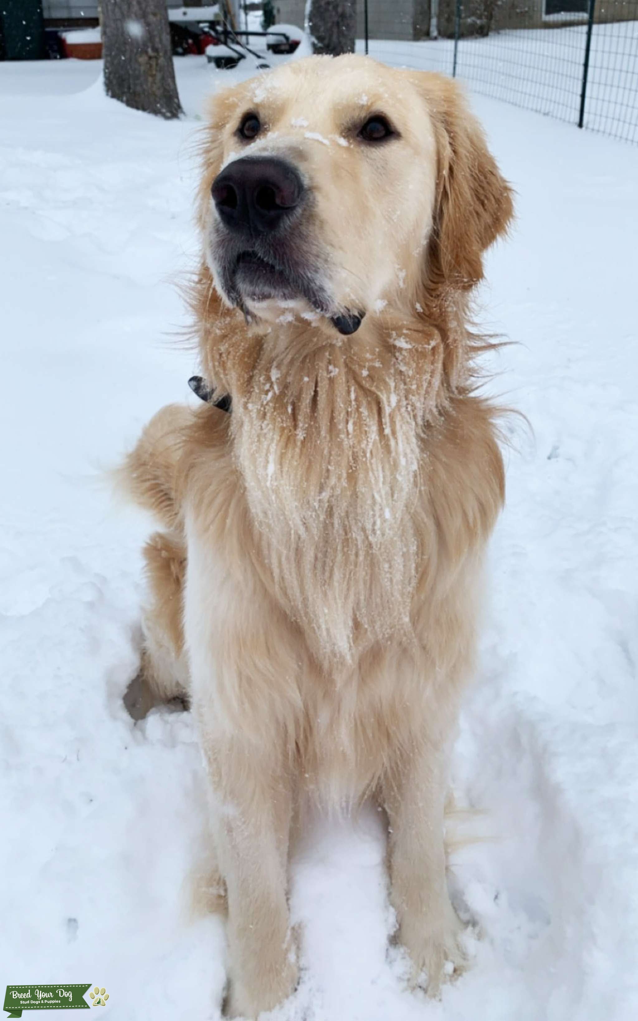 and Good Natured Golden Retriever Stud Dog in Pennsylvania