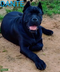 Black Cane Corso Listing Image