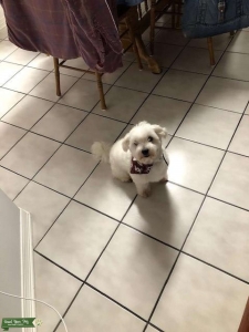 Male Maltese looking for a girlfriend Listing Image