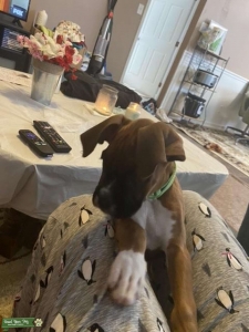 Fawn Boxer for Stud Services Listing Image