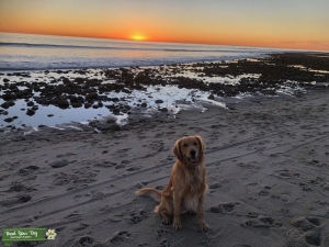 Handsome Golden Retriever Listing Image