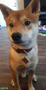Shiba looking for Girlfriend  Listing Image