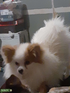 Stud Pomeranian  Listing Image