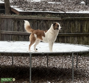 Great Pyrenees/ Australian Shepherd  Listing Image