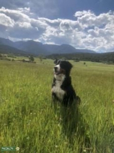 Registered Bernese looking for male Listing Image