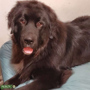 French Canadian Stud Single and ready to Mingle Listing Image