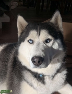 Beautiful Husky Listing Image