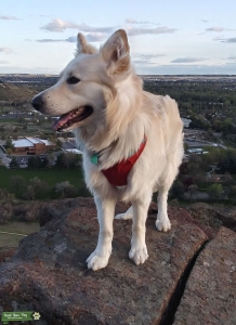 White German Shepherd Listing Image