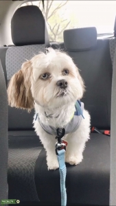 Adorable White/Brown ShihTzu male looking for a female  Listing Image