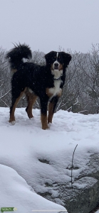 Bernese Mountain Dog/ 25% Poodle  Listing Image