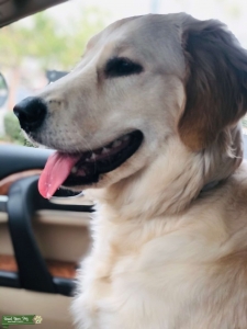 Female dog looking for copper colored stud to breed with her Listing Image