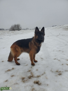 Long Haired German Shepherd Stud from Poland  Listing Image