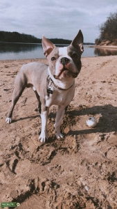 Grey Boston Terrier Stud  Listing Image