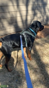 Male Rottie Listing Image