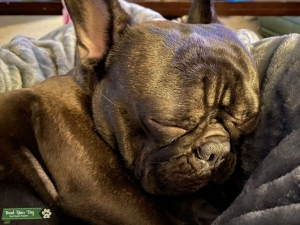 Stud Dog  Listing Image