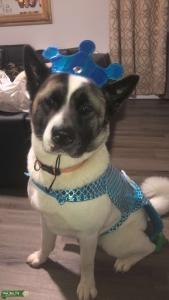Looking for stud for my female akita Listing Image