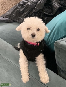 Maltipoo Listing Image