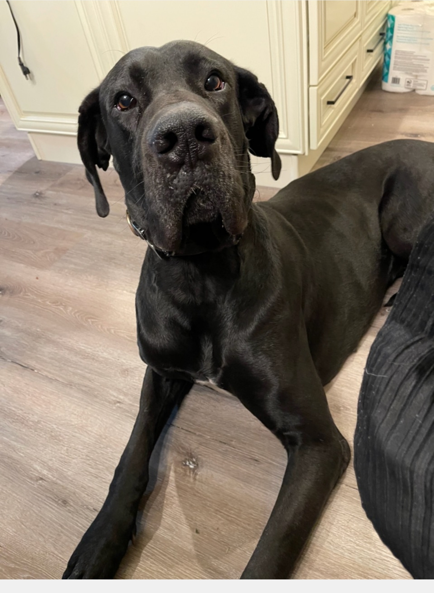 Great Dane Stud Dog in Las Vegas, NV, the United States Breed Your Dog