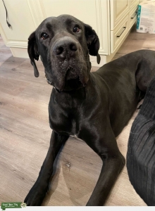 Great Dane  Listing Image