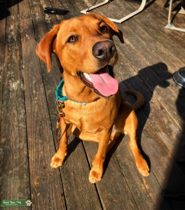 Male Red Fox Lab looking for a mate Listing Image