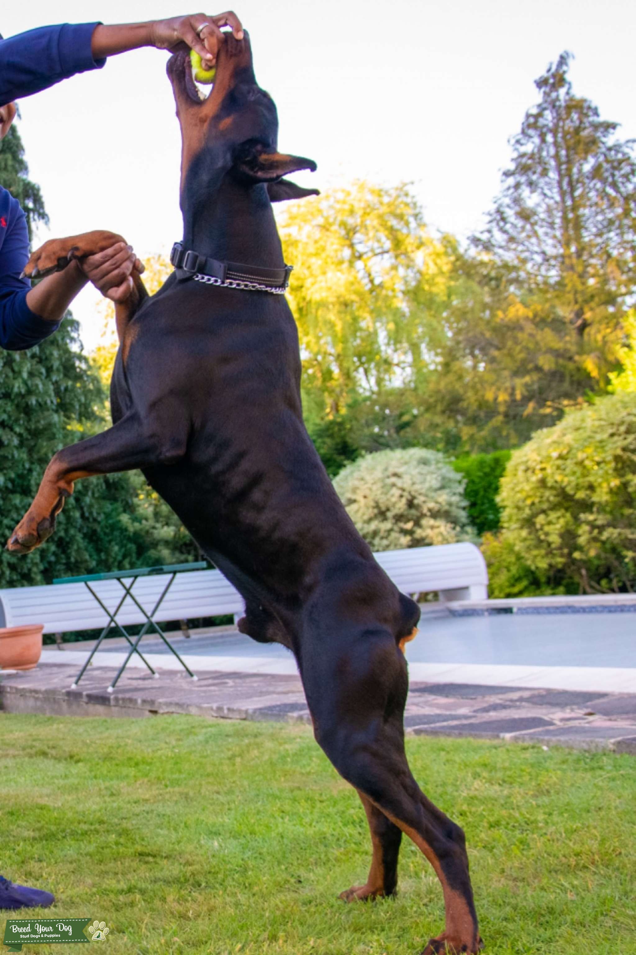 BEST DOBERMANN STUD IN THE UK Stud Dog Rickmansworth Breed Your Dog